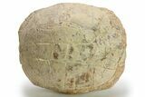 Inflated Fossil Tortoise (Stylemys) - South Dakota #280780-1